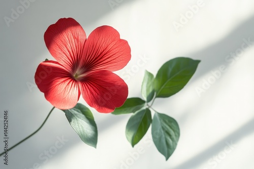 Vibrant red flower with green leaves against a white background