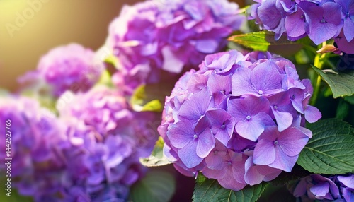 Spring summer gardening floral flower background banner panorama - Close up of beautiful pu (3)
