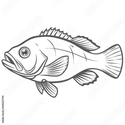 Canary Rockfish Line Art Illustration Vector