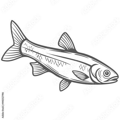 Rainbow Smelt Fish Line Art Illustration