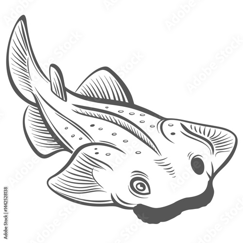 Pacific Angelshark Illustration, Squatina californica