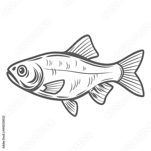 Filament Barb Fish Line Art Illustration