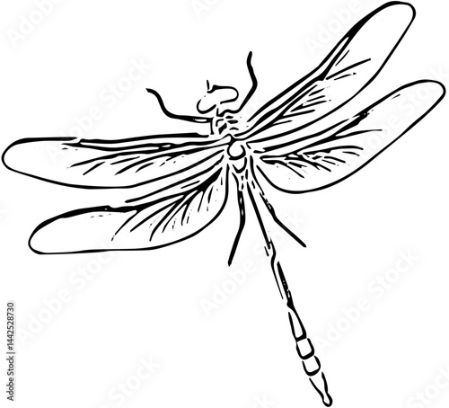 dragonfly vector illustration