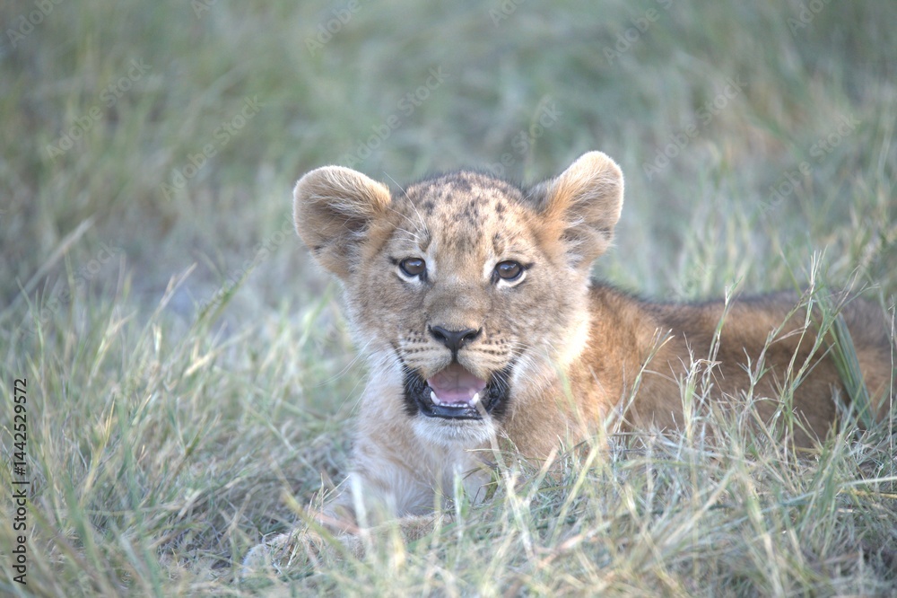 Obraz premium Lions cubs in wild savanna , Animal of africa