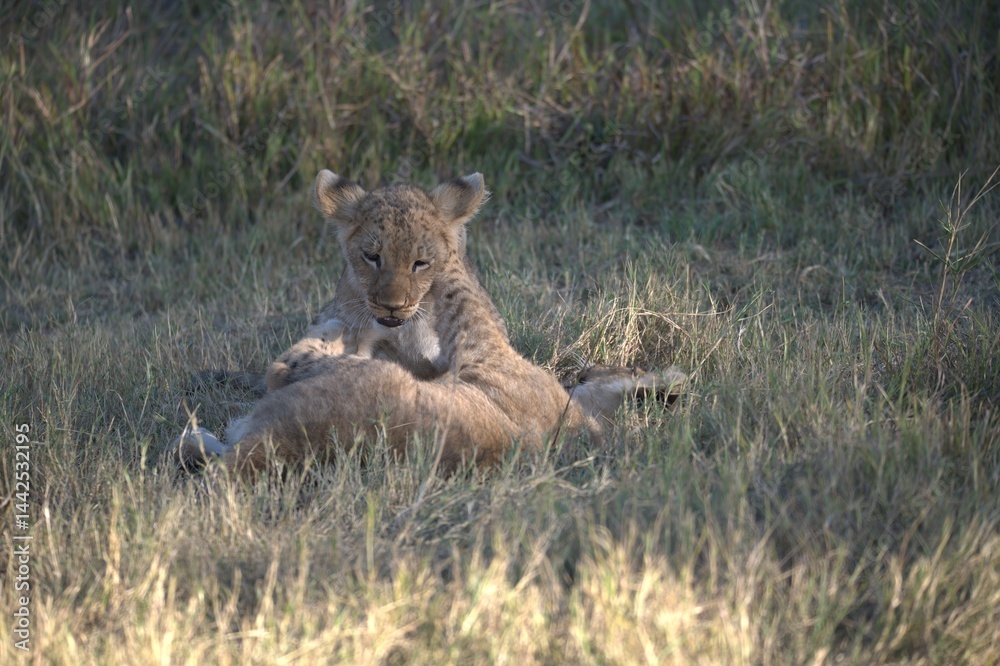 Naklejka premium Lions cubs in wild savanna , Animal of africa