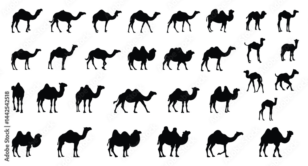 Fototapeta premium Set of black silhouettes of camels in different poses, isolated, vector illustration.