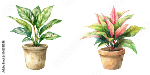 aglaonema in pot watercolor vector illustration