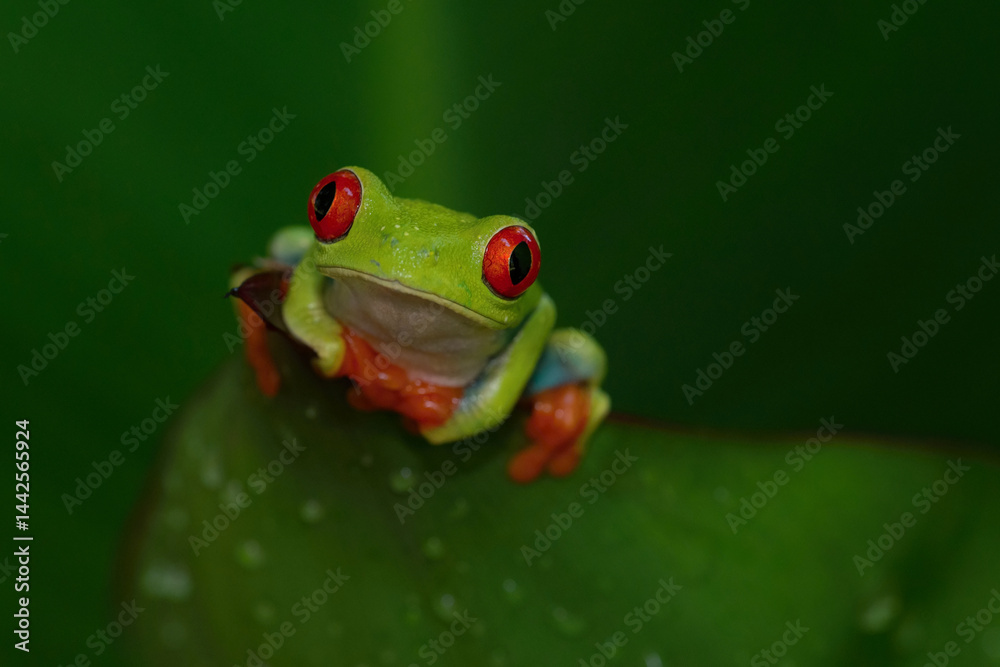 Obraz premium Red-eyed tree frog (Agalychnis callidryas). Bright frog peers from behind rainforest leaf. Moist jungle vegetation. Striking pose with front limbs and intense eye contact.