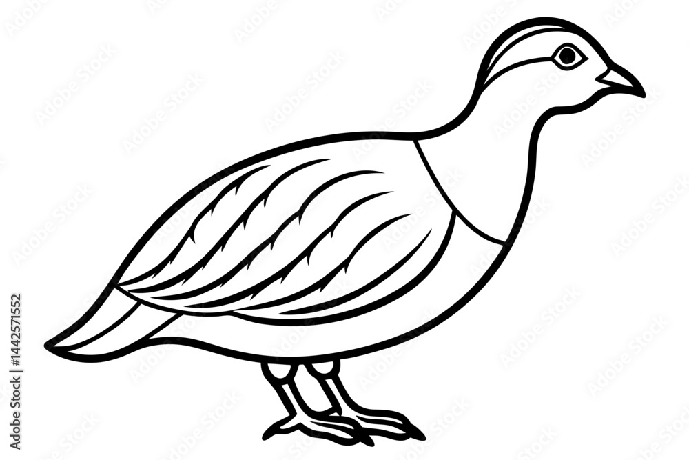 Fototapeta premium Elegant Quail Line Art