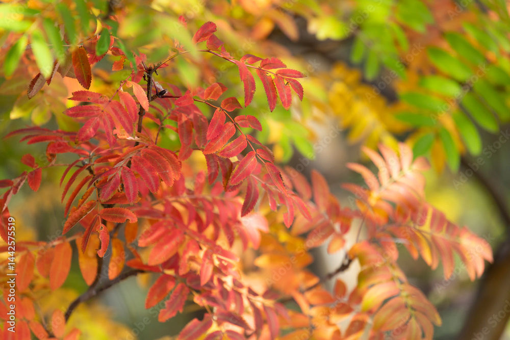 Bright autumn rowan leaves close-up