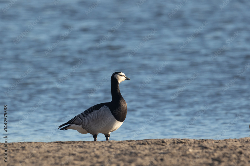 Barnacle goose standing on the river bank, close-up