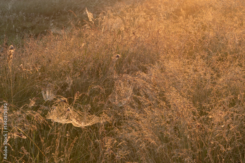 Lots of cobwebs on the grass. Sunrise in summer