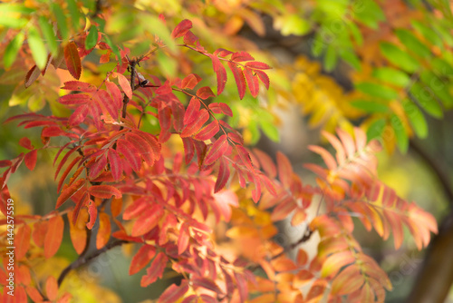 Obraz na płótnie Bright autumn rowan leaves close-up w salonie