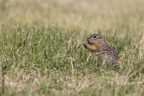 Obraz na płótnie Speckled ground squirrel animal standing in the grass w salonie