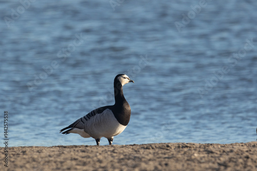 Obraz na płótnie Barnacle goose standing on the river bank, close-up w salonie