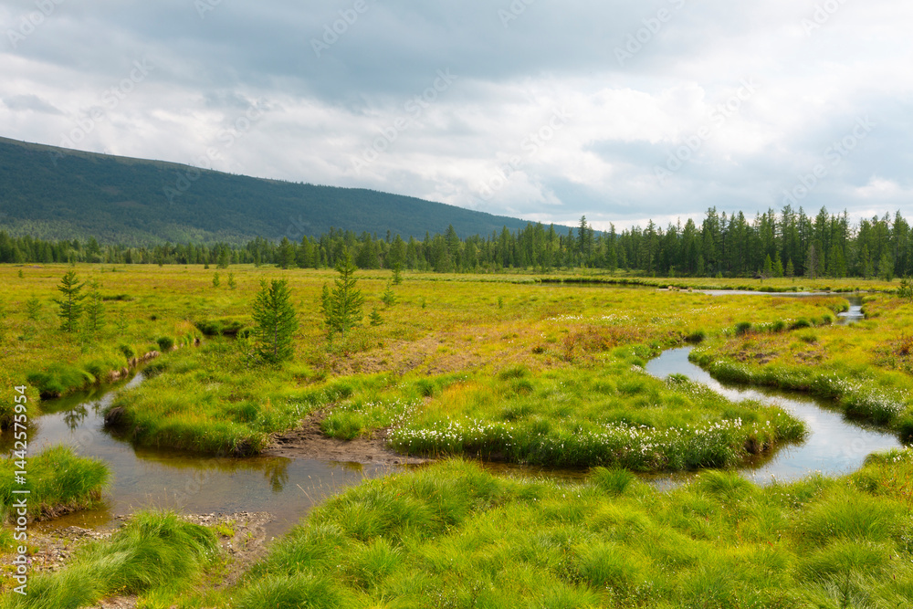 Tundra in the summer. Polar Urals, Yamal, Russia