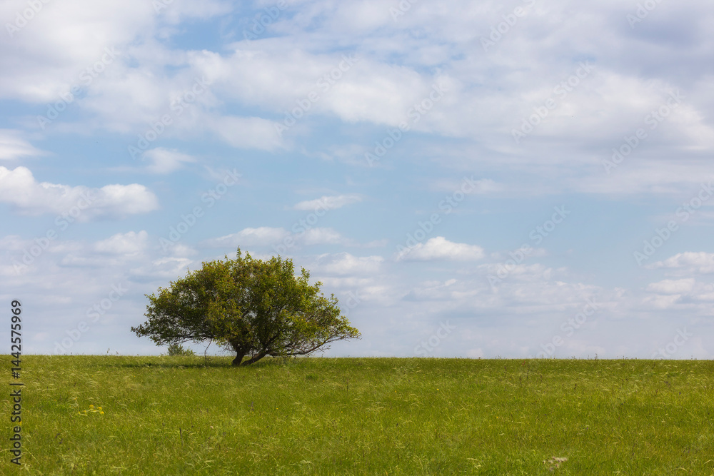 Large tree in the steppe, close-up. Summer