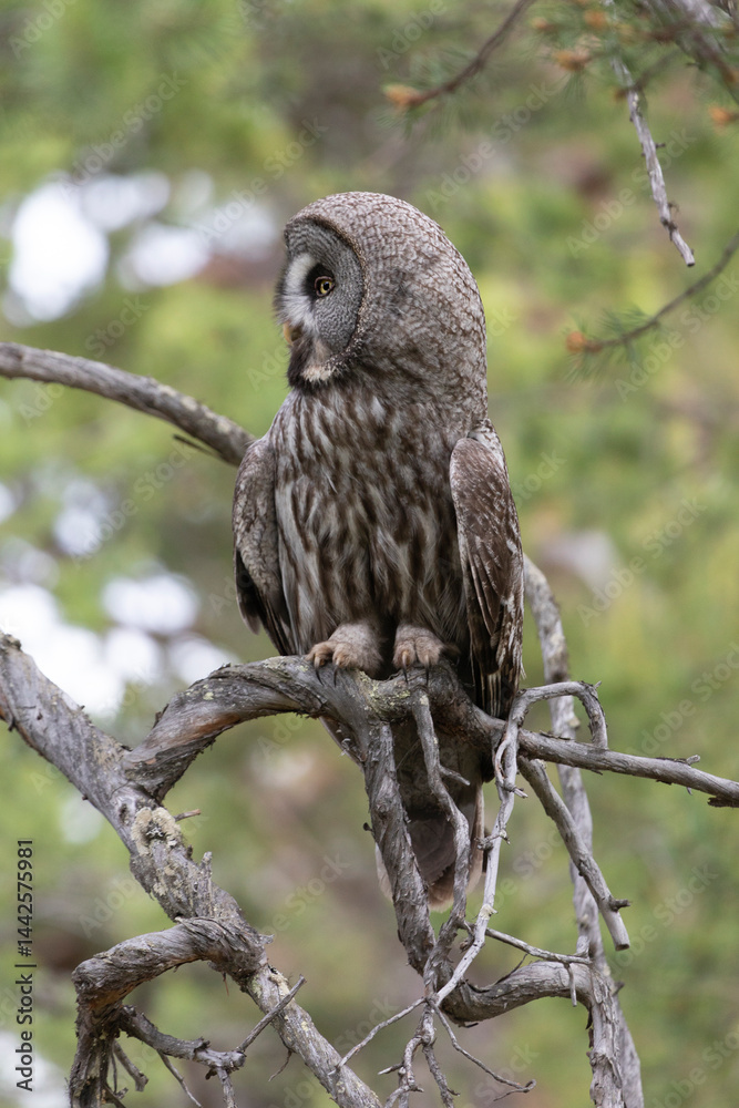 Great gray owl sitting on a tree branch close up