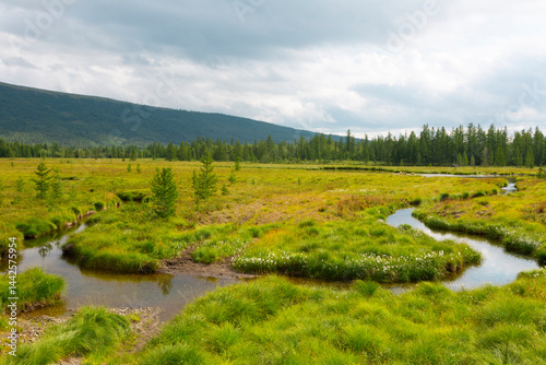 Obraz na płótnie Tundra in the summer. Polar Urals, Yamal, Russia w salonie