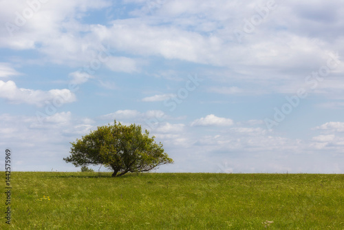 Obraz na płótnie Large tree in the steppe, close-up. Summer w salonie