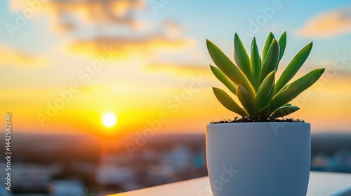 A small plant is sitting in a white pot on a table. The sun is setting in the background