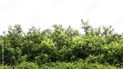 Set of untouched forest with thick underbrush and vibrant green colors on white background.