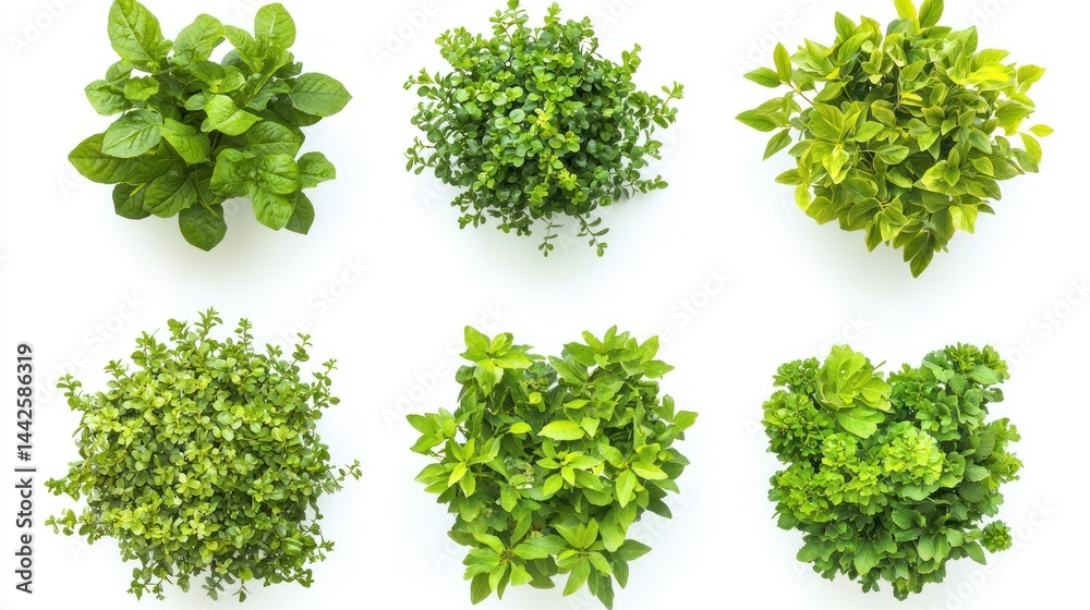 Naklejka premium Set of vibrant green garden bushes with varied leaf shapes on a white background.