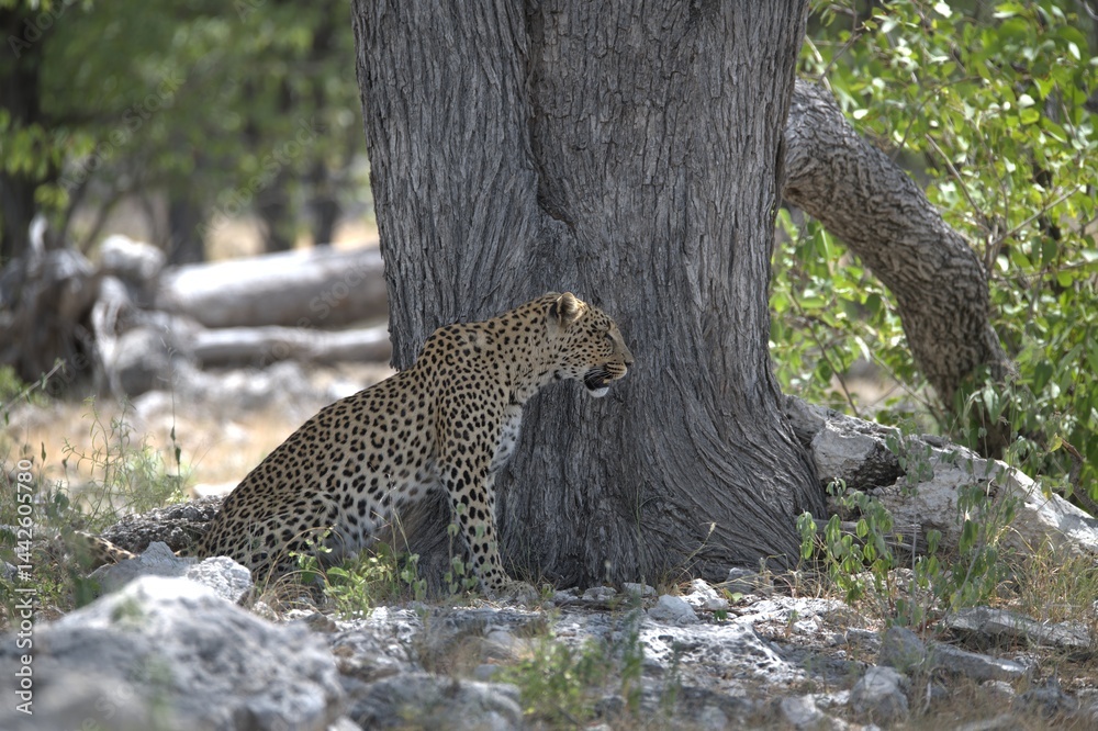 Obraz premium Leopard in wild savanna , Animal of africa