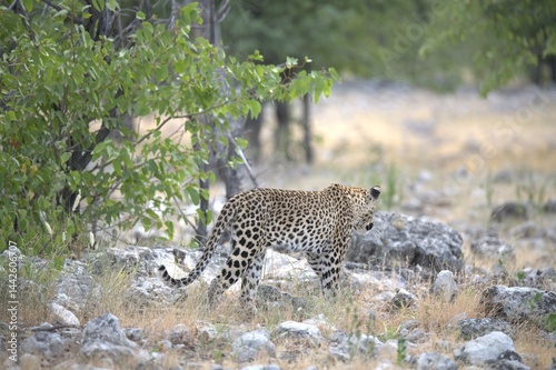Leopard in wild savanna , Animal of africa