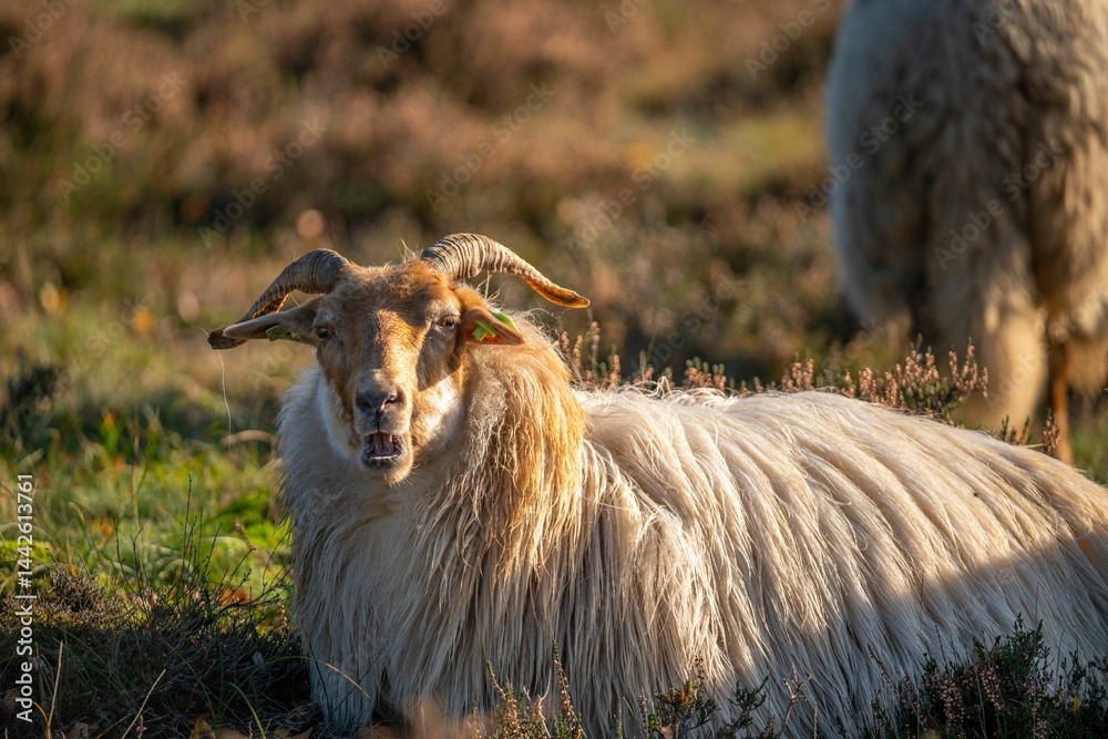 Naklejka premium Sheep with Long Horns in a Sunny Meadow