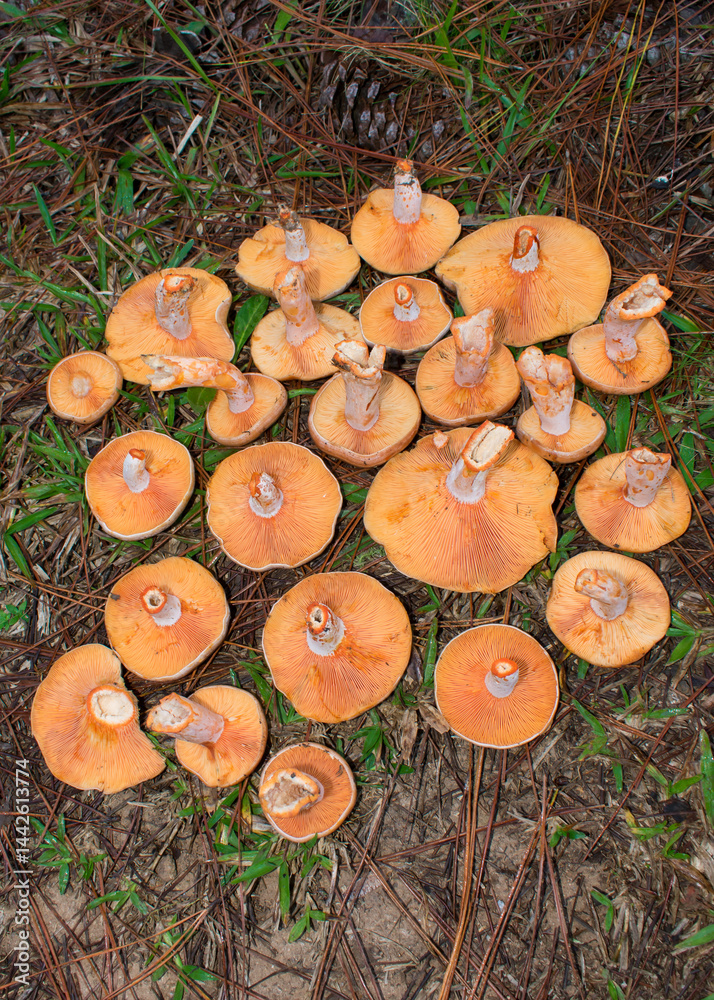 Foraging Lactarius quieticolor (Carrot milkcap) edible wild mushroom in Sao Francisco de Paula, South of Brazil