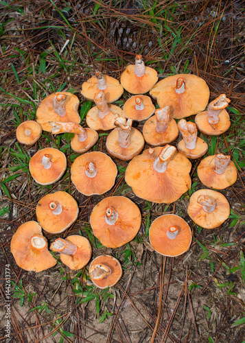 Obraz na płótnie Foraging Lactarius quieticolor (Carrot milkcap) edible wild mushroom in Sao Francisco de Paula, South of Brazil w salonie