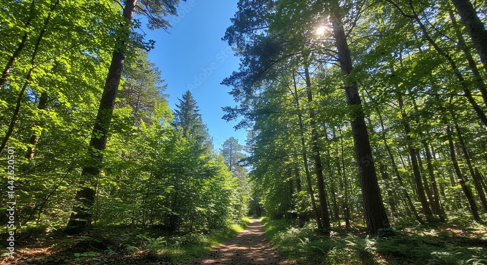 Obraz premium Sunlit forest scene with tall trees and verdant foliage in natural environment