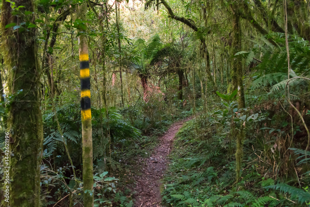 Hiking path in an Araucaria moist forest at the National Forest of Canela (FLONA) - Canela, South of Brazil