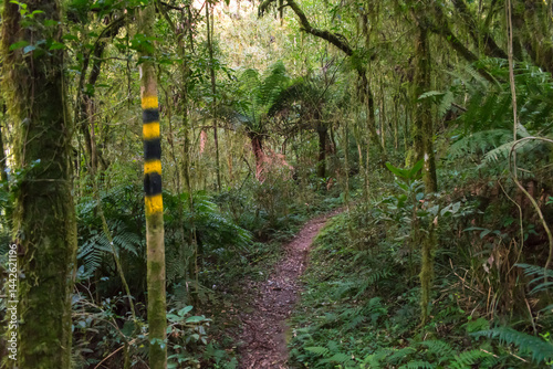 Obraz na płótnie Hiking path in an Araucaria moist forest at the National Forest of Canela (FLONA) - Canela, South of Brazil w salonie