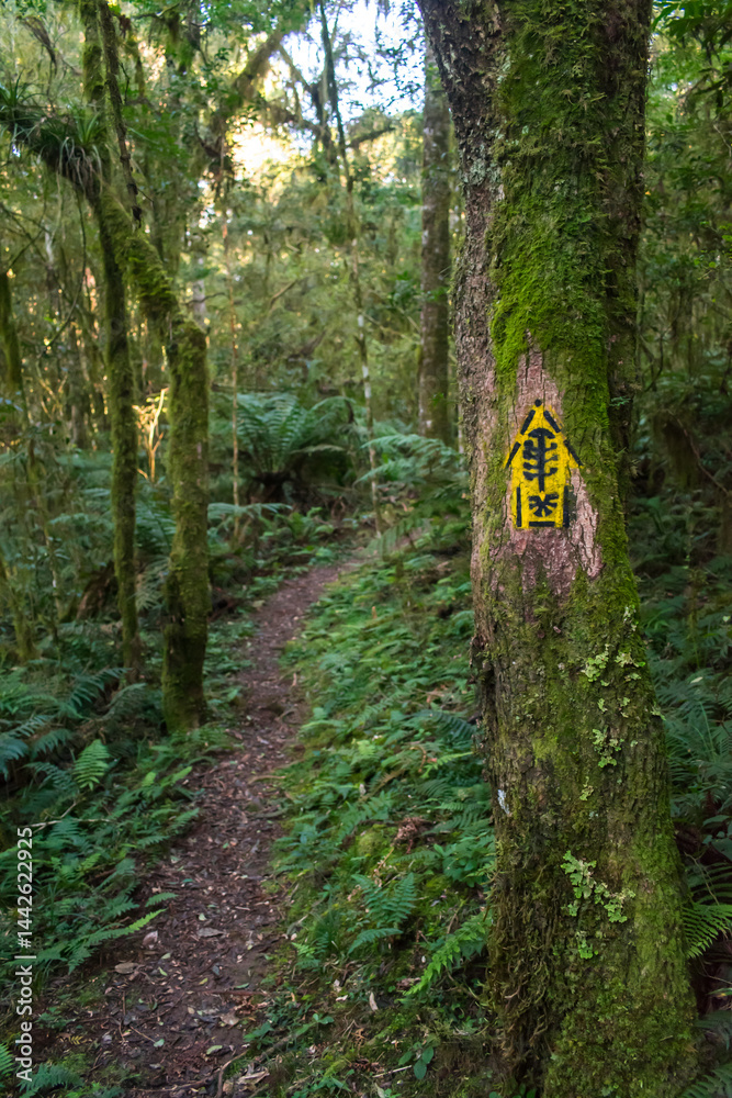 Hiking path in an Araucaria moist forest at the National Forest of Canela (FLONA) - Canela, South of Brazil
