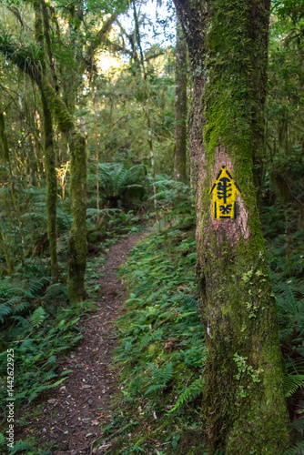 Obraz na płótnie Hiking path in an Araucaria moist forest at the National Forest of Canela (FLONA) - Canela, South of Brazil w salonie