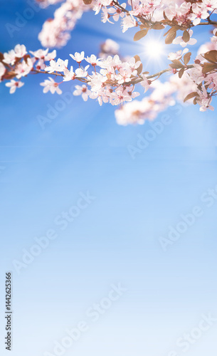 Beautiful blooming cherry tree with flowers in full bloom on sky, sun background. White cherry blossom Garden, mother's, woman's day, Easter, spring holiday background. Copy space,