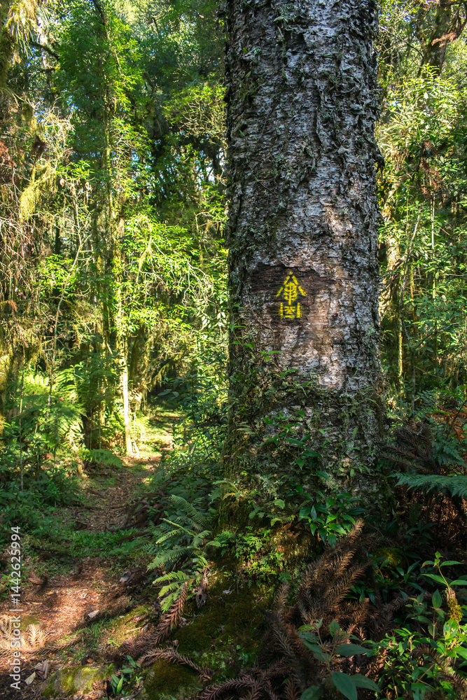 Hiking path in an Araucaria moist forest at the National Forest of Canela (FLONA) - Canela, South of Brazil