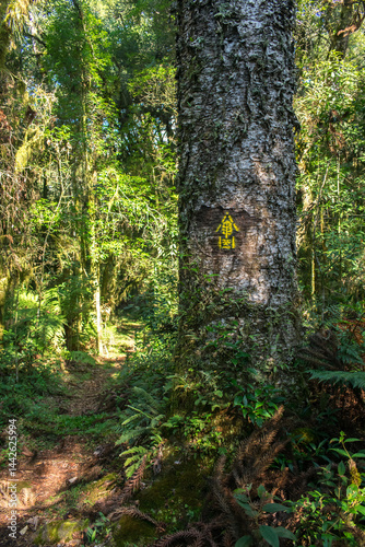 Obraz na płótnie Hiking path in an Araucaria moist forest at the National Forest of Canela (FLONA) - Canela, South of Brazil w salonie