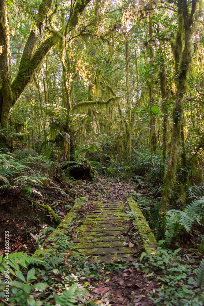 Hiking path in an Araucaria moist forest at the National Forest of Canela (FLONA) - Canela, South of Brazil