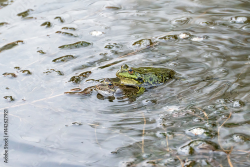 Two males of the brown and green marsh frog (Pelophylax ridibundus) in the mating position in shallow water in spring, the lower male has inflated gray resonator balls in the corners of his mouth.