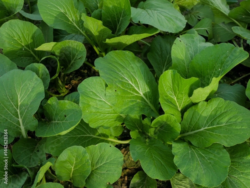 Caisim or mustard greens growing in a row in the ground. Plant vegetables, sawi hijau, close up, full frame, background, top view, gardening, fresh, healthy food, vegetable garden, agriculture, nature