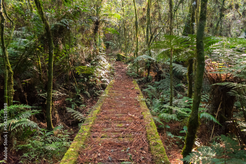 Hiking path in an Araucaria moist forest at the National Forest of Canela (FLONA) - Canela, South of Brazil