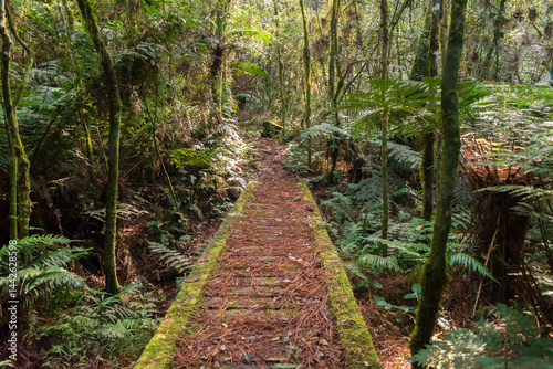 Obraz na płótnie Hiking path in an Araucaria moist forest at the National Forest of Canela (FLONA) - Canela, South of Brazil w salonie