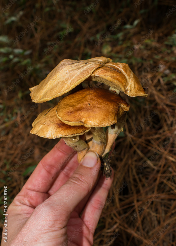 Suillus salmonicolor, wild edible mushroom in a Pine forest in Sao Francisco de Paula, South of Brazil