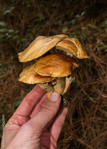 Obraz na płótnie Suillus salmonicolor, wild edible mushroom in a Pine forest in Sao Francisco de Paula, South of Brazil w salonie