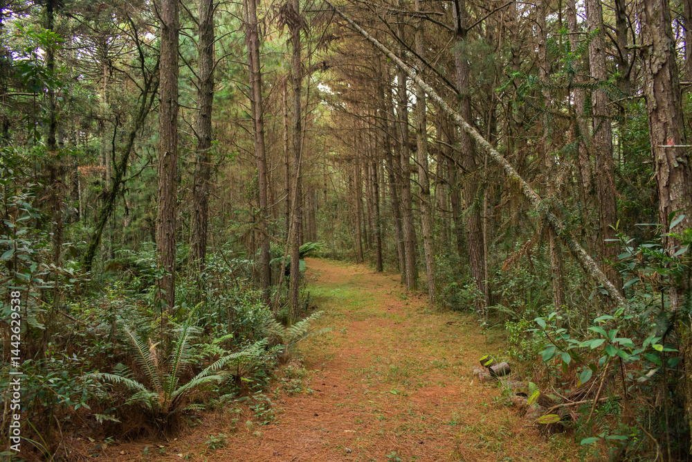 Fototapeta premium Hiking path through a Pinus plantation at the National Forest of Canela (FLONA) - Canela, South of Brazil