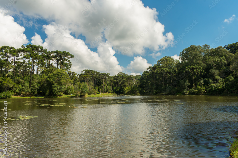 A view of the National Forest of Canela (FLONA) - Canela, South of Brazil