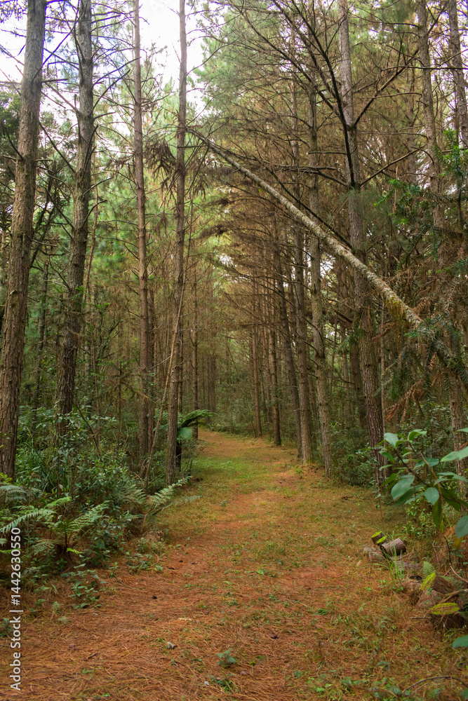 Hiking path through a Pinus plantation at the National Forest of Canela (FLONA) - Canela, South of Brazil